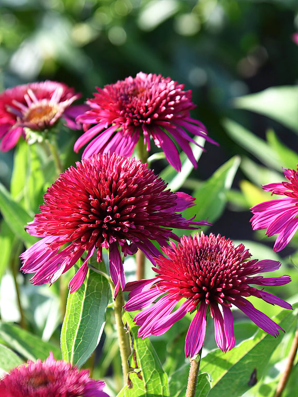Echinacea Blueberry Cheesecake (Coneflower) - EU Shipping for spring planting