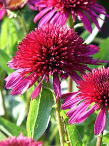 Echinacea Blueberry Cheesecake (Coneflower)