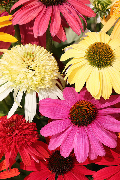 Buy bare roots, mixed Echinacea for spring planting 
