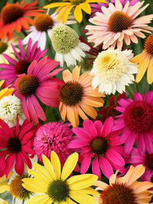 Everblooming Coneflower Mix