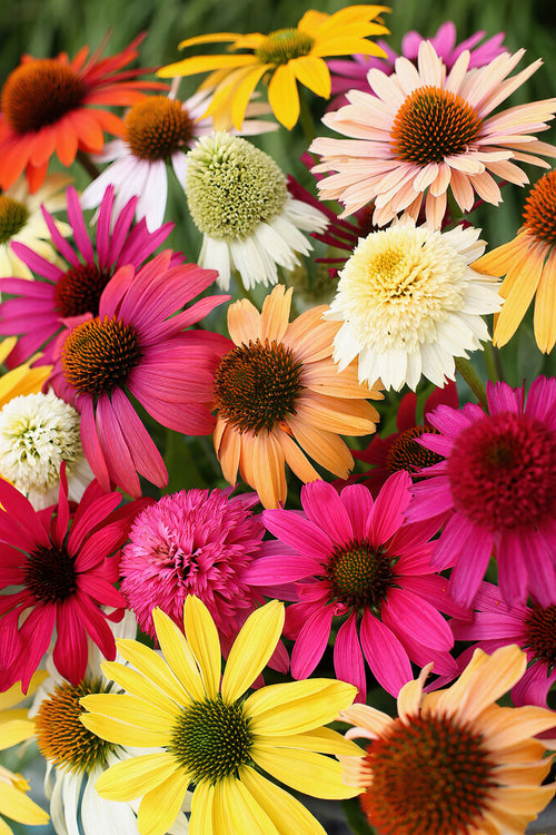 Everblooming Coneflower Mix - mixed echinacea bare roots for EU shipping in spring