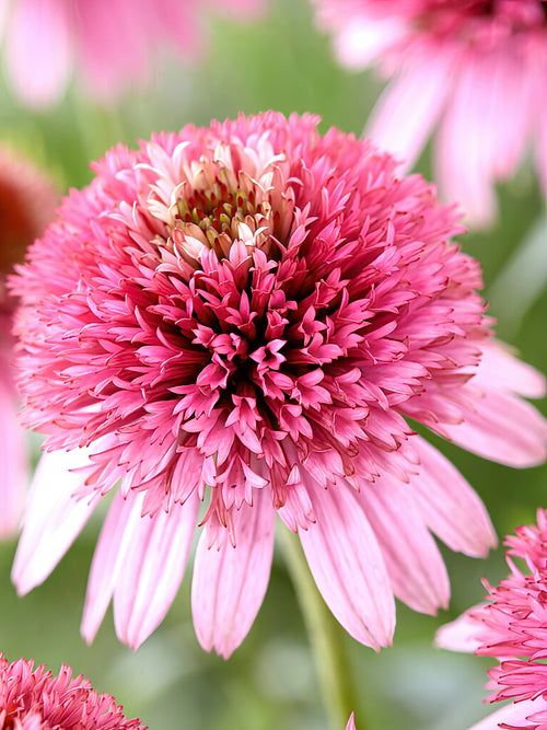 Echinacea Butterfly Kisses (Coneflower)