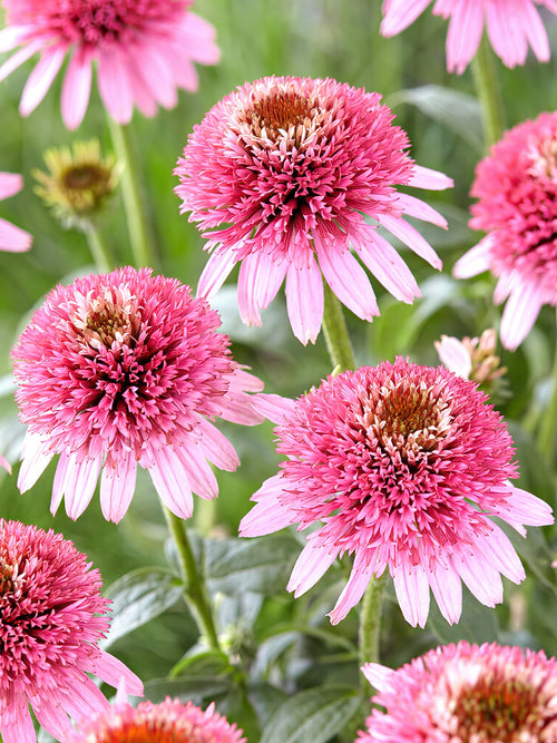 Echinacea Butterfly Kisses (Coneflower) - shipping in spring to Europe