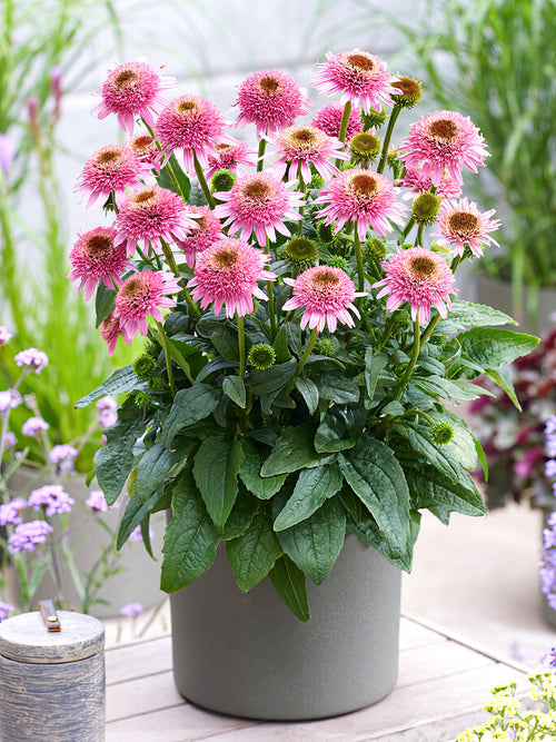 Buy bare roots Echinacea Butterfly Kisses (Coneflower)