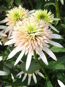 Echinacea Cherry Fluff (Coneflower)