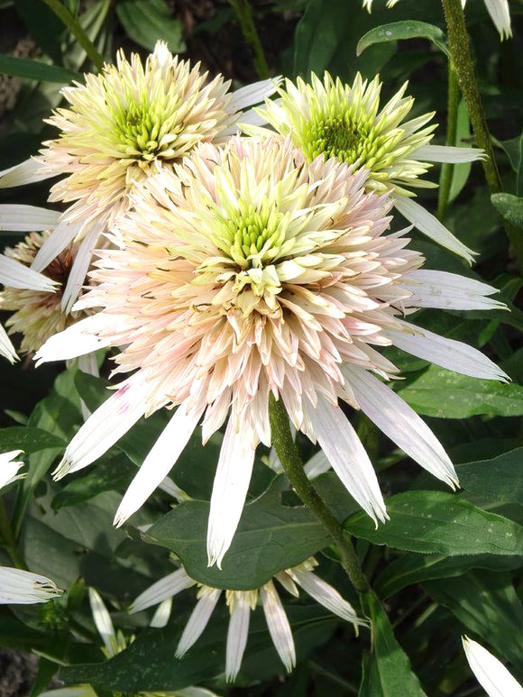 Buy bare roots Echinacea Cherry Fluff