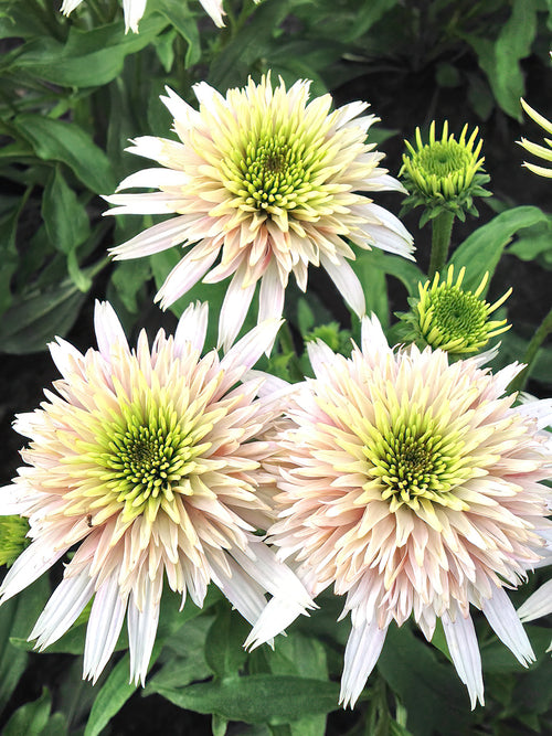 Buy bare root Echinacea for spring planting in Europe - Echinacea Cherry Fluff