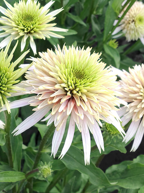 Buy Echinacea Cherry Fluff bare roots