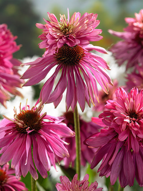 Echinacea Double Decker (Coneflower) order online