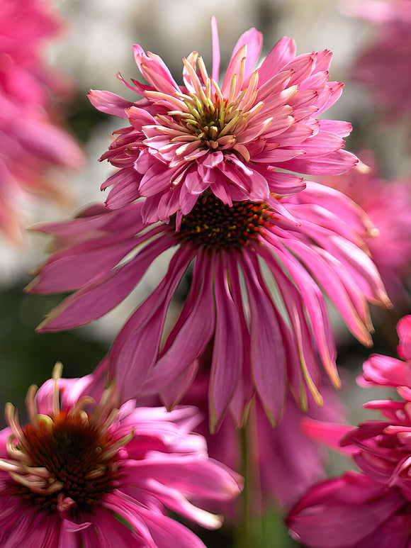 Buy bare root Echinacea - Echinacea Double Decker