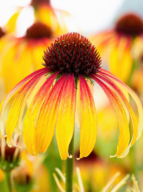 Echinacea Fiery Meadow Mamma bare roots