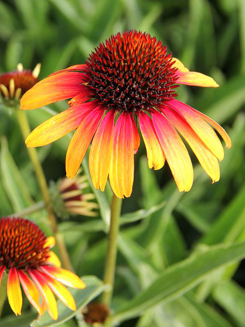 Echinacea Fiery Meadow Mamma, buy bare root Echinacea for spring shipping to Europe