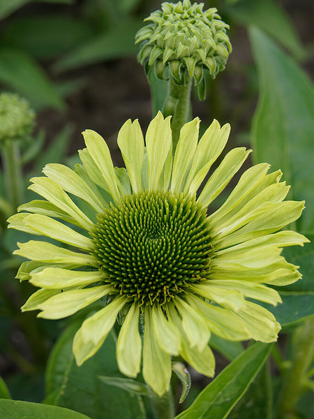 echinacea green jewel seeds 1 Bare root