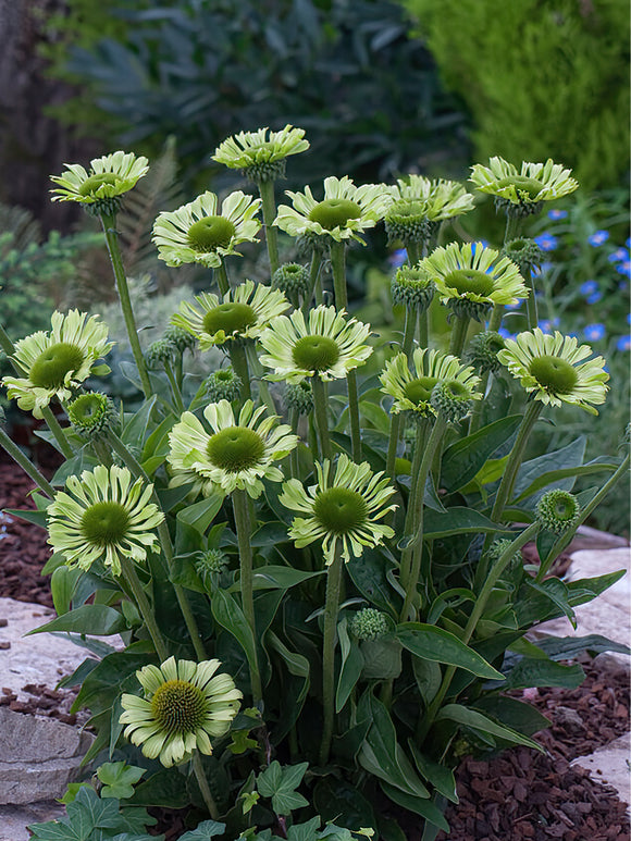 Echinacea Green Jewel - Coneflower bare roots for spring planting