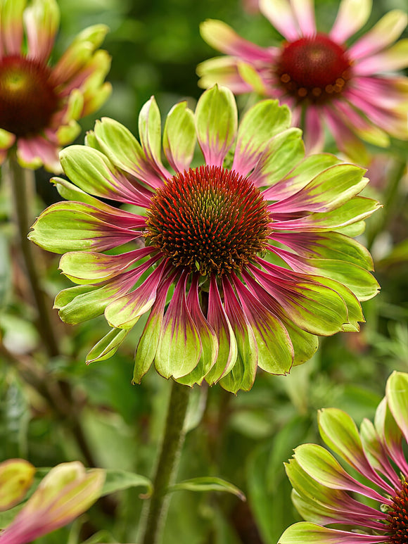Buy Echinacea Green Twister bare roots