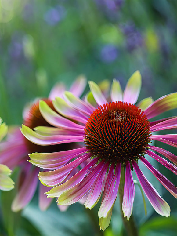 Buy Echinacea Green Twister 