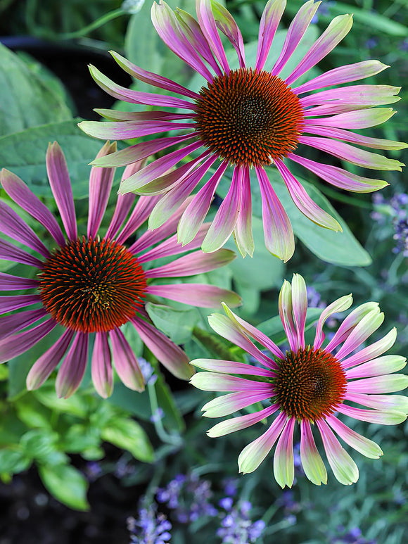 Echinacea Green Twister (Coneflower)