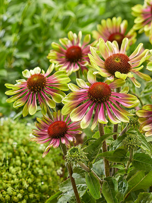 Buy Echinacea Green Twister (Coneflower)