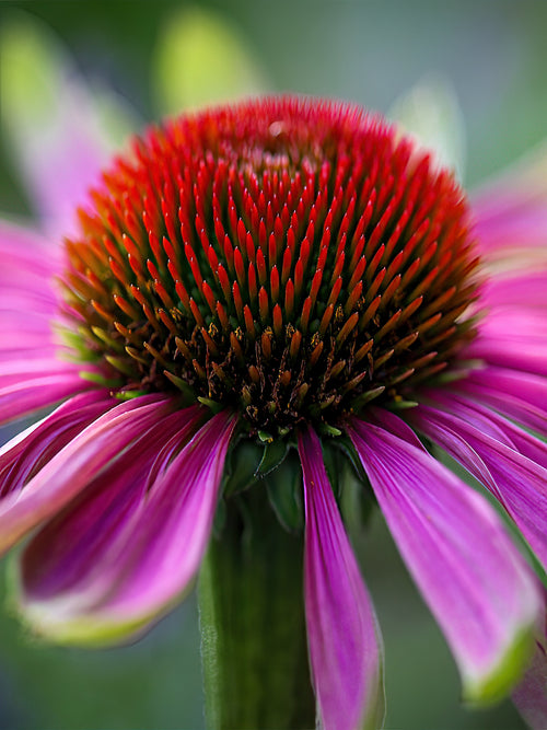 Echinacea Green Twister