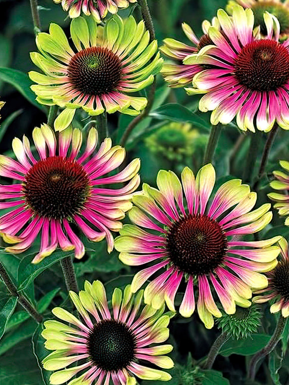 Echinacea Green Twister. - spring shipping and planting to Europe