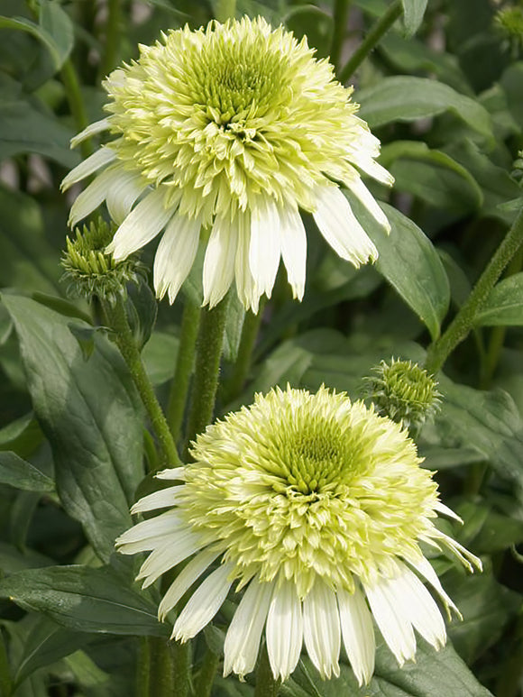 Echinacea Honey Dew (Coneflower)