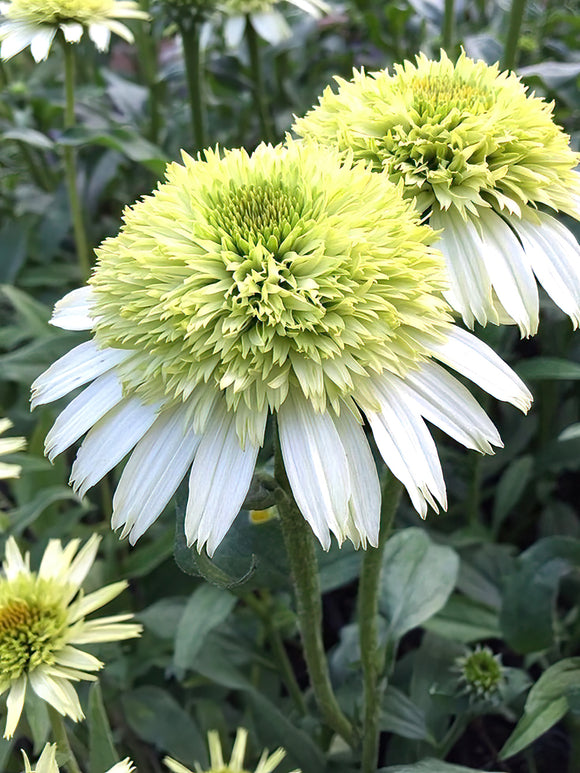 Buy Echinacea Honey Dew (Coneflower) bare roots