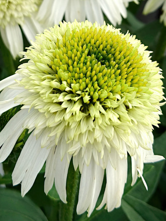 Buy Echinacea bare roots for EU shipping in spring - Echinacea Honey Dew (Coneflower)