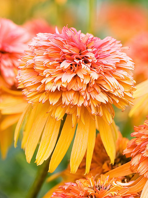 Buy bare roots Echinacea Marmalade (Coneflower)