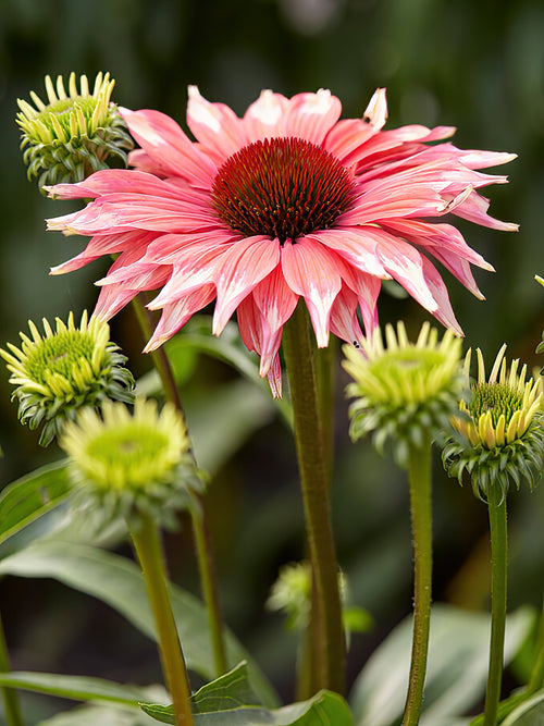 Buy bare roots - Echinacea Playful Meadow Mama (Coneflower)