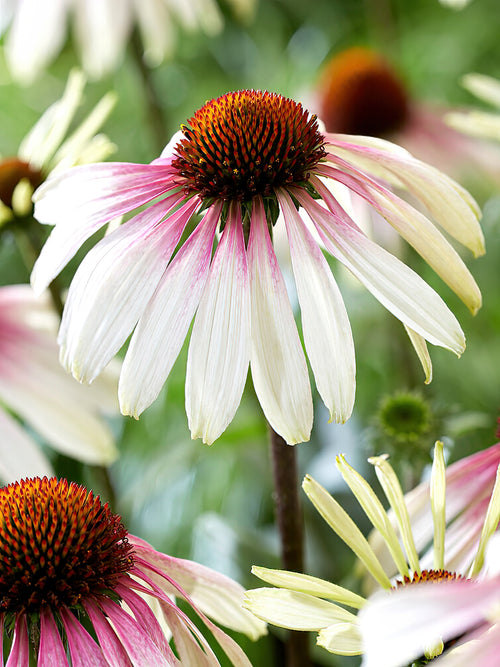 Echinacea Pretty Parasols (Coneflower)