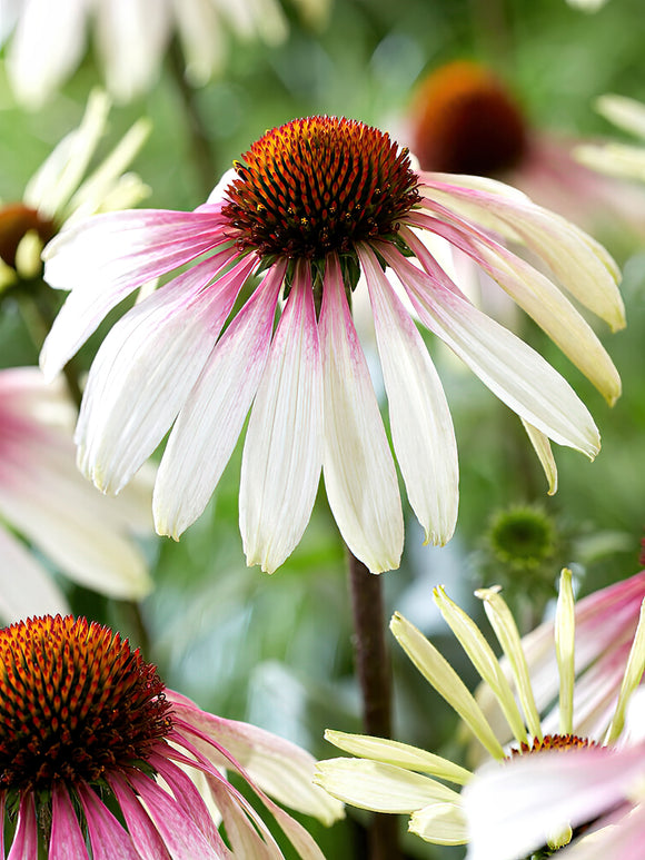 Echinacea Pretty Parasols (Coneflower)