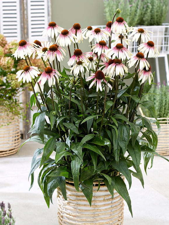 Echinacea Pretty Parasols (Coneflower) spring shipping in the EU