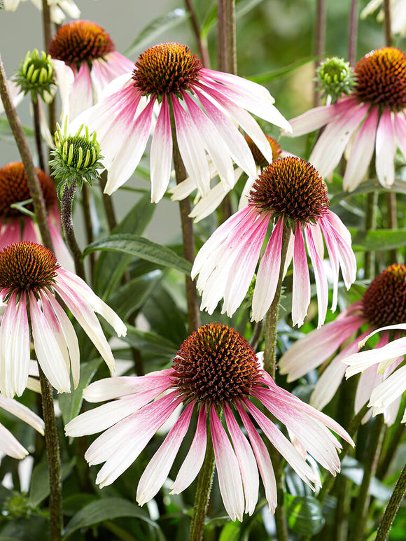 Buy bare roots Echinacea Pretty Parasols (Coneflower)