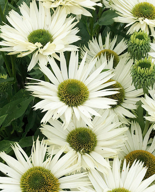 Buy bare roots - Echinacea Virgin (Coneflower) for spring EU delivery