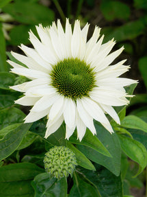 Echinacea Virgin (Coneflower)