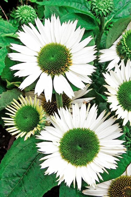 Buy Echinacea Virgin (Coneflower) bare roots