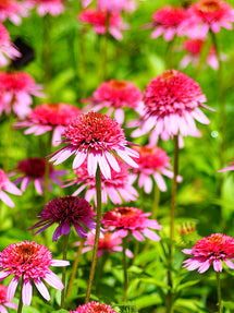 Echinacea Raspberry Truffle (Coneflower)