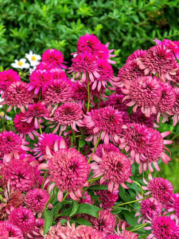 Echinacea Southern Belle (Coneflower)