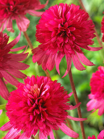 Echinacea Southern Belle (Coneflower)