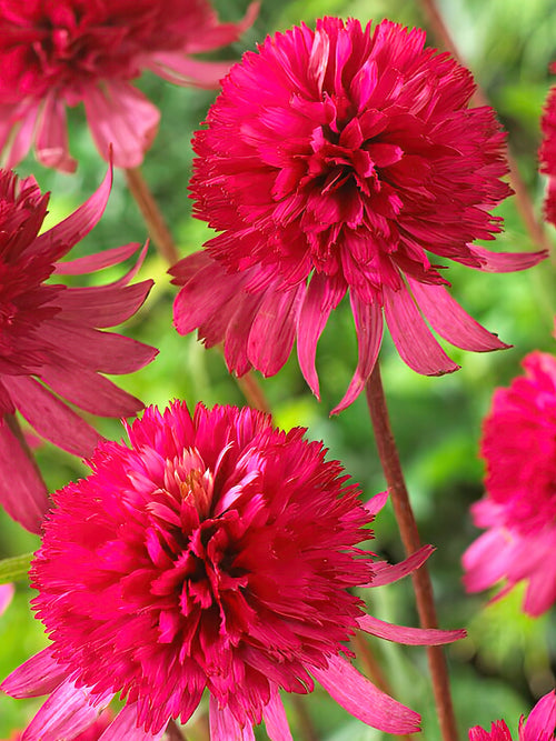 Buy Southern Belle Coneflower bare roots