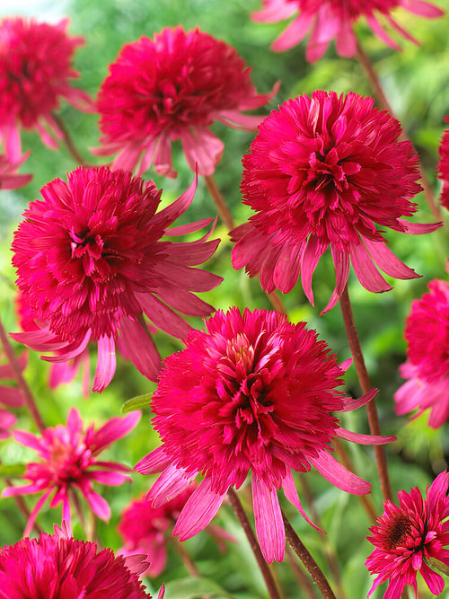 Echinacea Southern Belle - bare root shipping to Europe