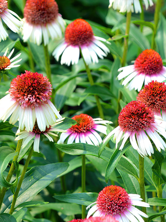 Buy bare root Echinacea for EU shipping in spring - Echinacea Strawberry and Cream (Coneflower)