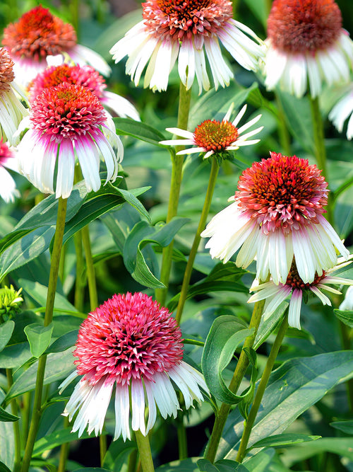 Echinacea Strawberry and Cream (Coneflower) bare roots - Europe Shipping in Spring