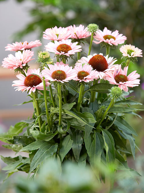 Echinacea Sunseeker Salmon - Coneflower bare roots for spring shipping to Europe
