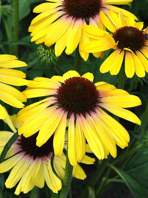 Echinacea Yellow Rainbow EU Shipping