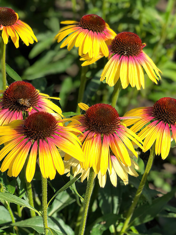 Echinacea Yellow Rainbow (Coneflower)