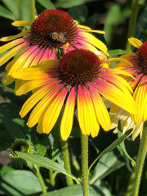 Echinacea Yellow Rainbow - bare roots