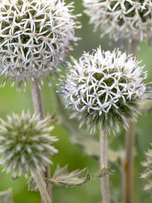 Echinops Arctic Glow