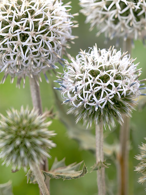 Echinops Arctic Glow bare roots from Holland