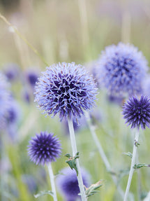 Echinops Blue Globe